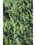Ялівець китайський Сан Хосе | Juniperus chinensis San Jose | Можжевельник китайский Сан Хосе